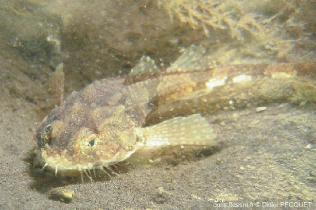 Agonus cataphractus | DORIS
