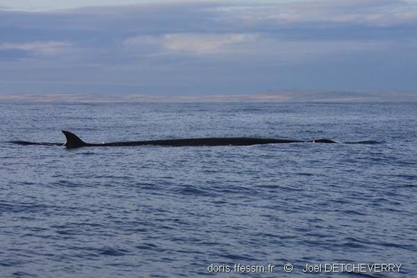 Balaenoptera borealis | DORIS