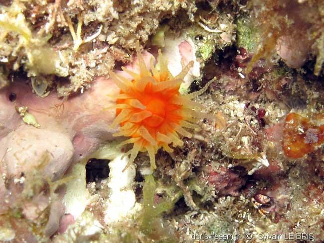 Balanophyllia (Balanophyllia) regia DORIS