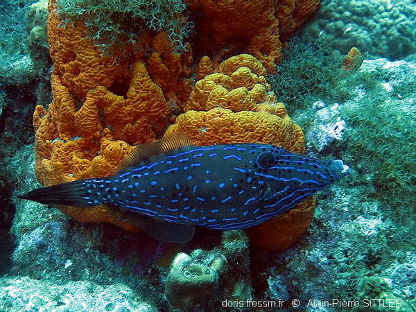 Aluterus Scriptus Doris