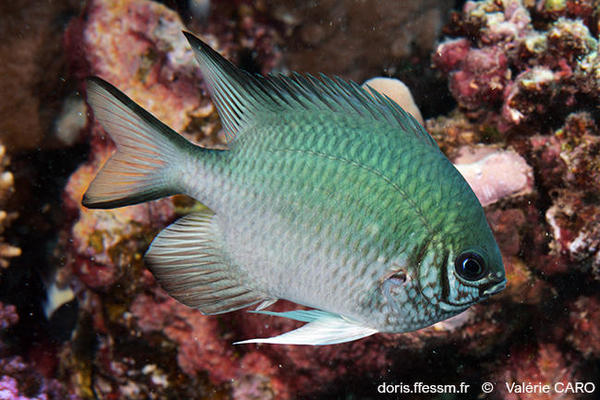 amblyglyphidodon-indicus-doris