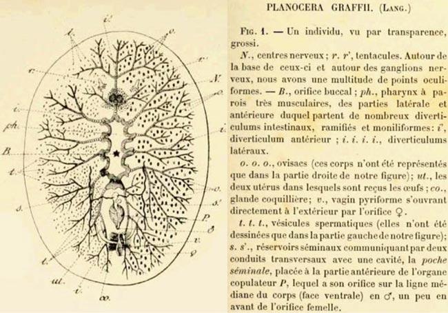 planocera_graffii-anatomie-Vayssiere1890