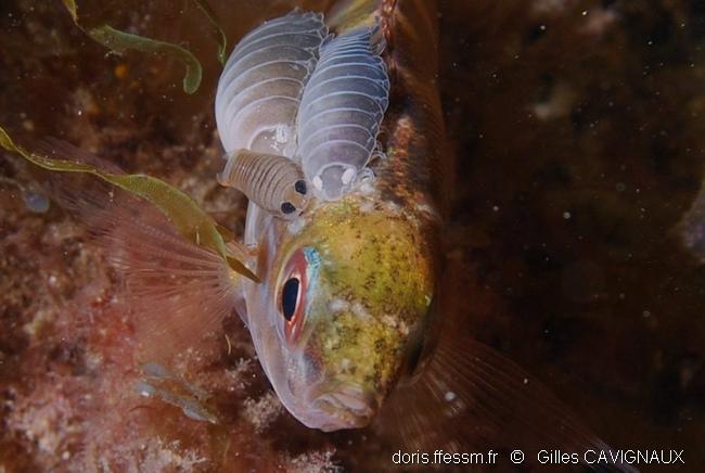 Anilocra DORIS