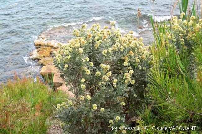 Anthyllis Barba Jovis Doris