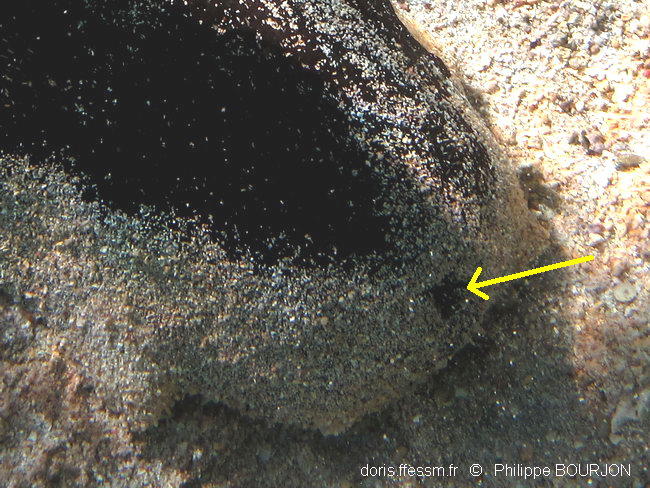 Holothuria (Microthele) nobilis DORIS