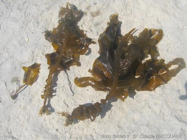 Undaria pinnatifida DORIS