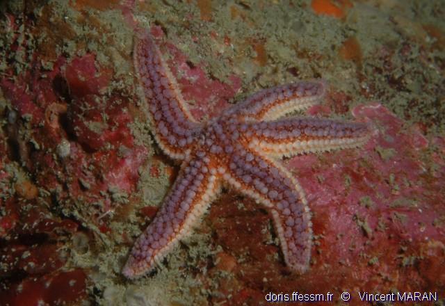 Asterias rubens | DORIS