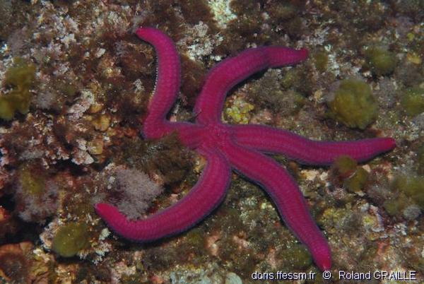 Get Wallpaper Ophidiaster Ophidianus Doris Free HD