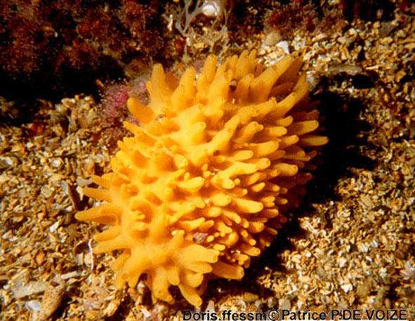 Polymastia boletiformis DORIS