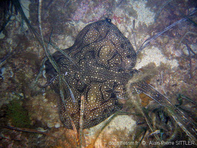raja_undulata-aps204