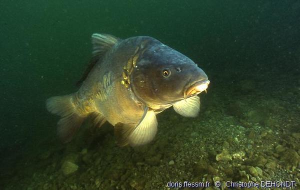 Cyprinus carpio | DORIS