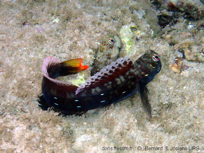 Blenniella Periophthalmus Doris