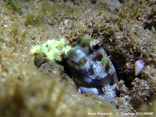 Blenniella periophthalmus DORIS