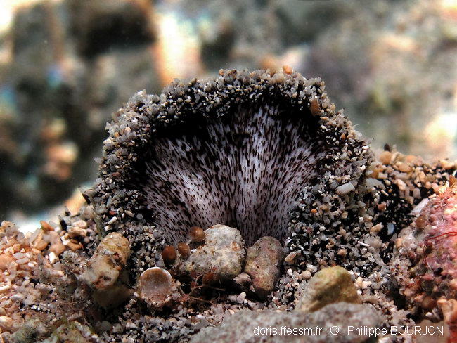 Holothuria (Microthele) nobilis DORIS