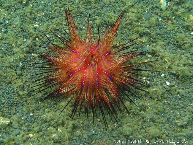 Astropyga radiata | DORIS