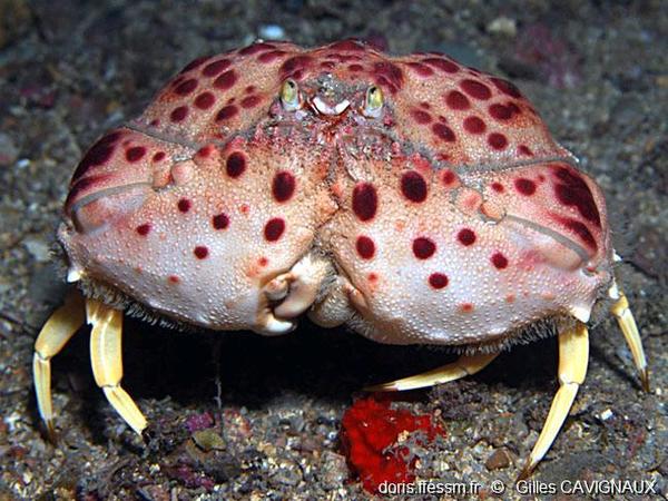 Calappa granulata