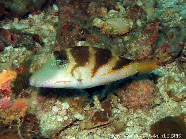 Canthigaster axiologus | DORIS
