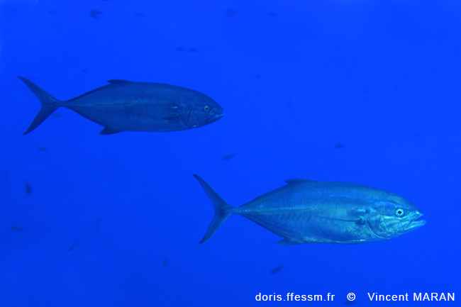 Caranx Crysos DORIS Caranx Crysos DORIS