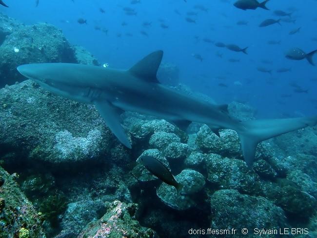 Carcharhinus galapagensis DORIS