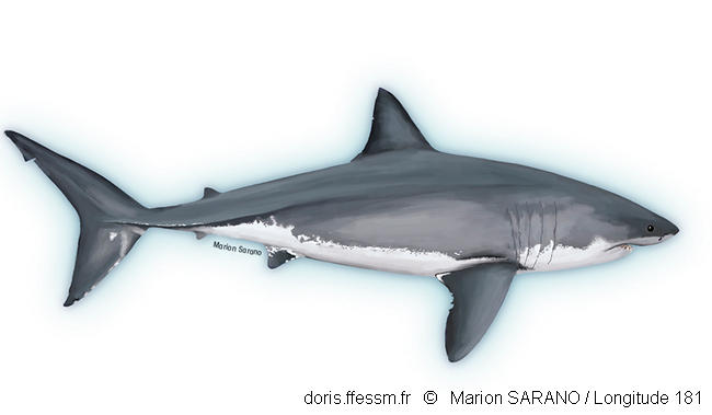 Carcharodon-carcharias_ms-1