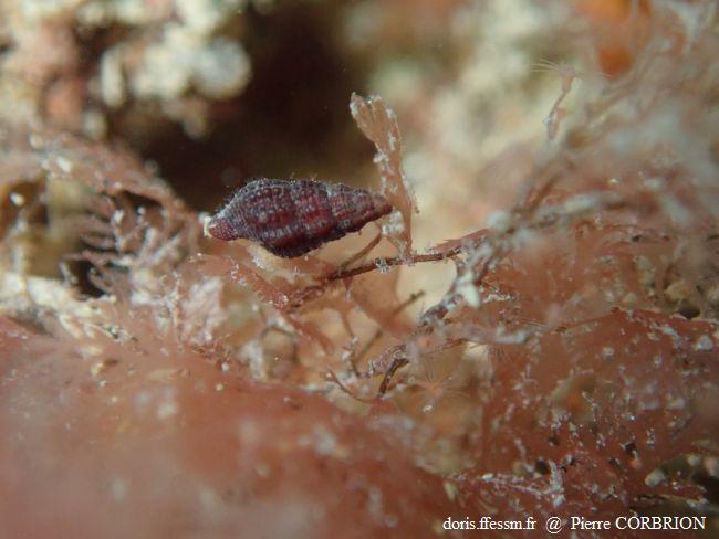 Chauvetia brunnea | DORIS
