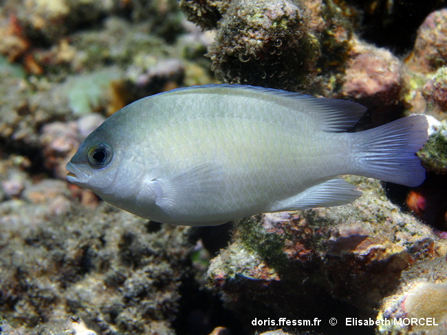Chrysiptera glauca DORIS