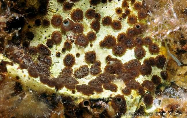 Cliona viridis DORIS