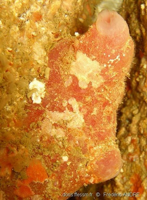 Ascidia mentula DORIS
