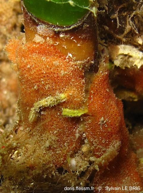 pentapora_ottomulleriana-slb9301rc