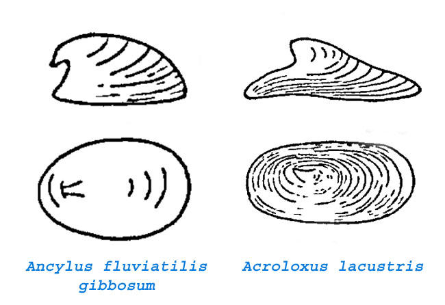 ancylus_fluviatilis-acroloxus_lacustris
