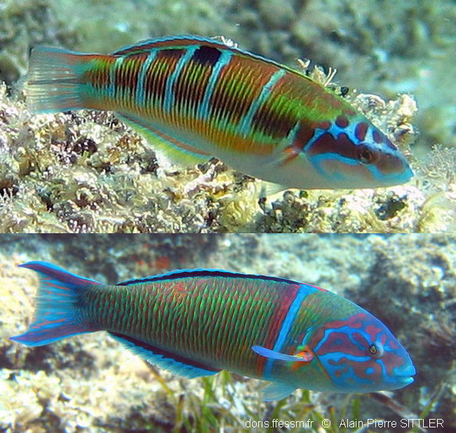 Thalassoma Pavo DORIS