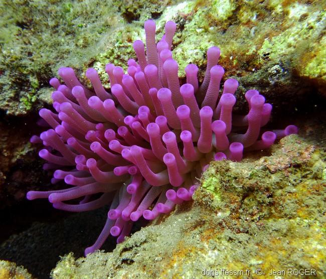 Condylactis Gigantea Doris