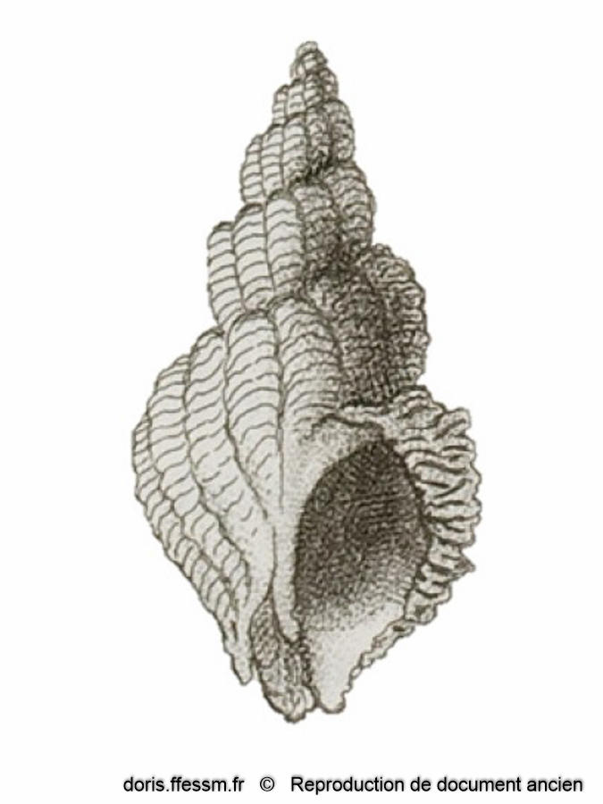 Coralliophila meyendorffii DORIS