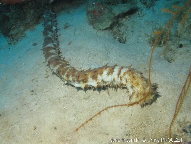 Holothuria (Thymiosycia) thomasi DORIS