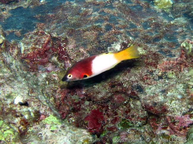 Bodianus axillaris DORIS