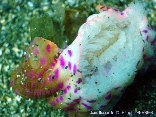 Adamsia palliata | DORIS