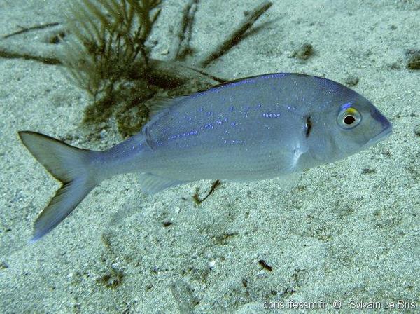 Pagellus erythrinus | DORIS