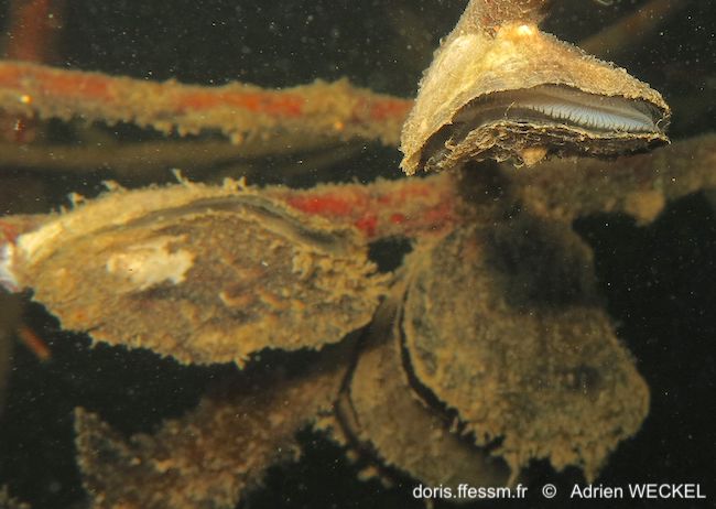 Crassostrea rhizophorae DORIS