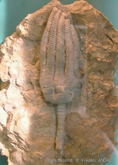 encrinus_liliiformis-fossil