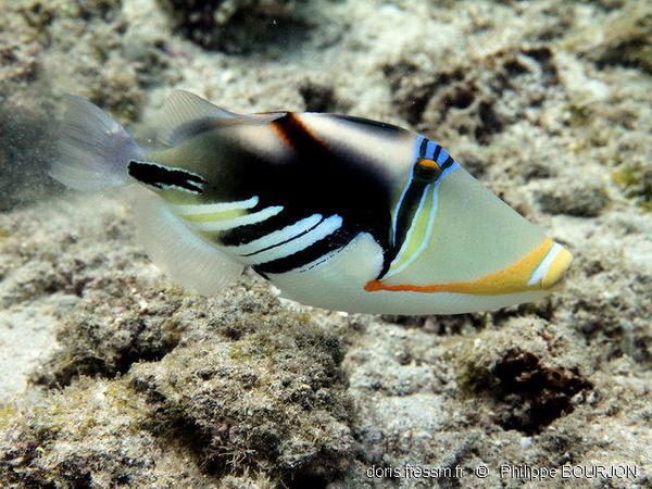 Rhinecanthus Aculeatus Doris