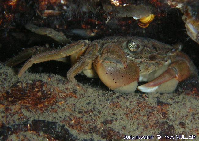 Hemigrapsus takanoi DORIS
