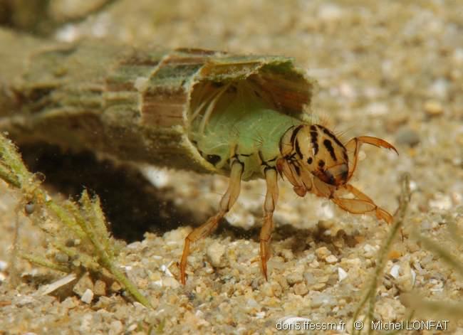 Trichoptera (ordre, larves) | DORIS