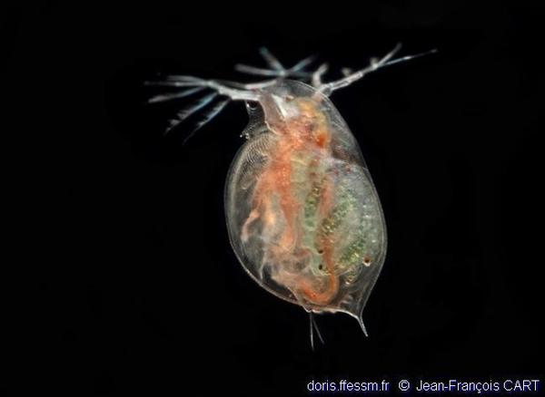 Daphnia sp. | DORIS