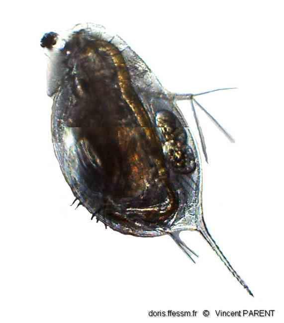 Daphnia sp. | DORIS
