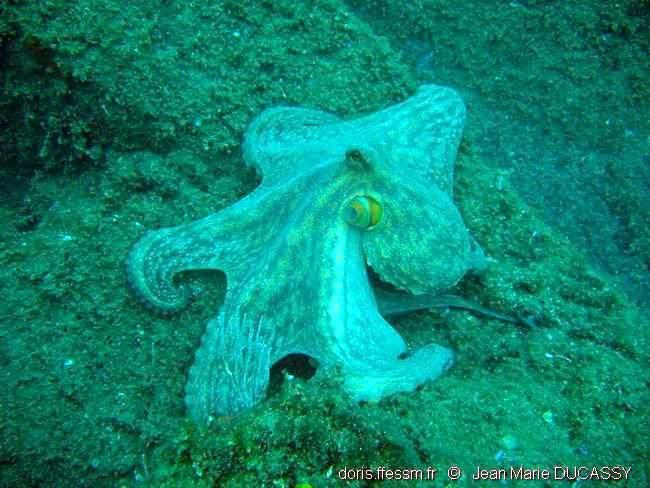 octopus_vulgaris-jmd9