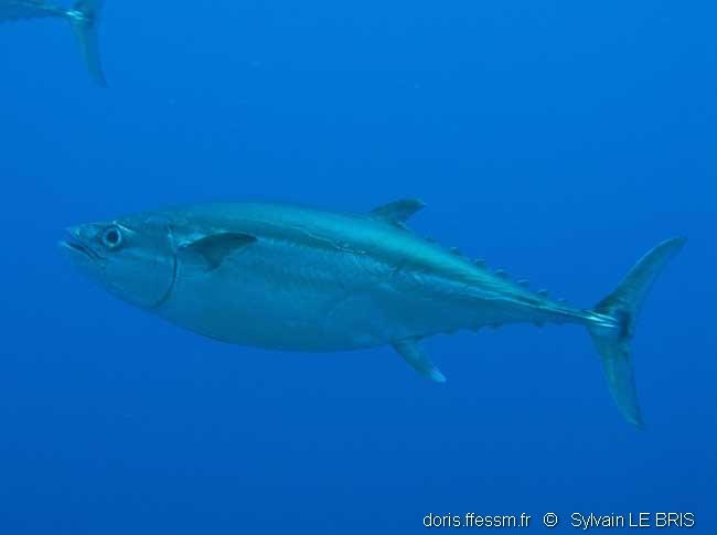 Gymnosarda unicolor DORIS