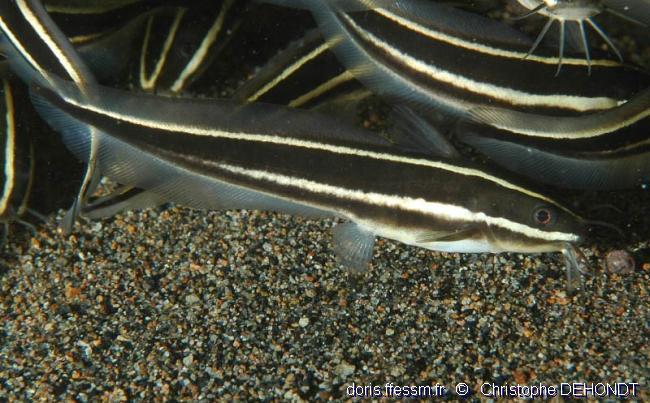Plotosus Lineatus Doris