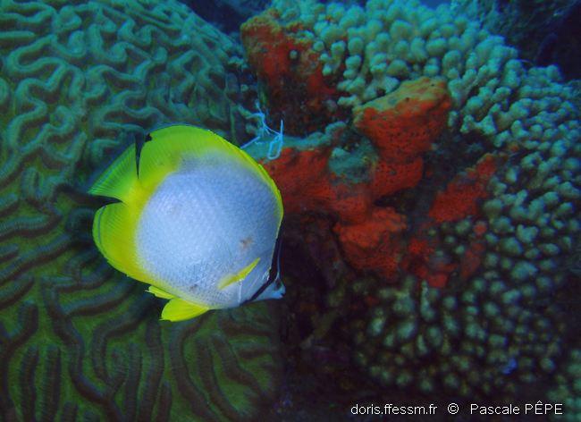 Chaetodon ocellatus DORIS