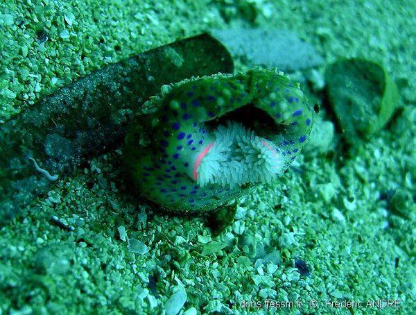 Adamsia palliata | DORIS
