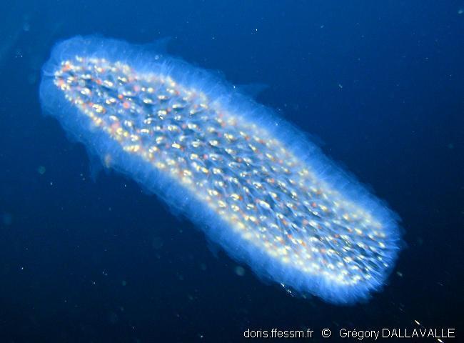 Pyrosoma atlanticum DORIS